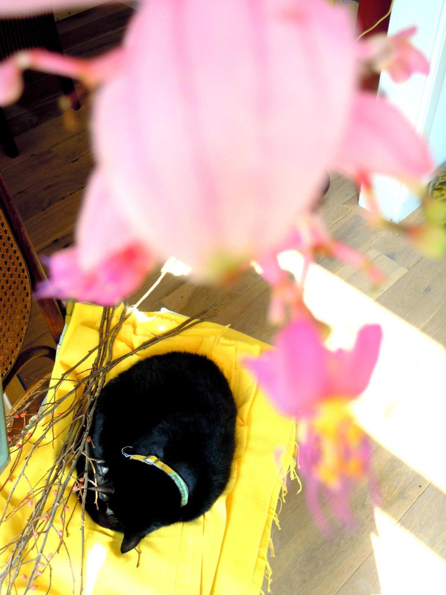 Missortelia B&B アムステルダム エクステリア 写真